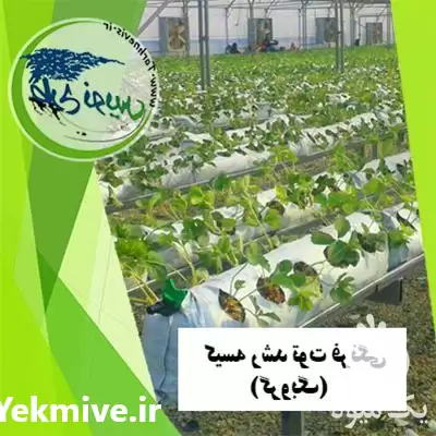 قیمت خرید کیسه رشد توت فرنگی در کرج در گروه خرید و فروش بسته بندی نایلونی در یکمیوه -عکس1