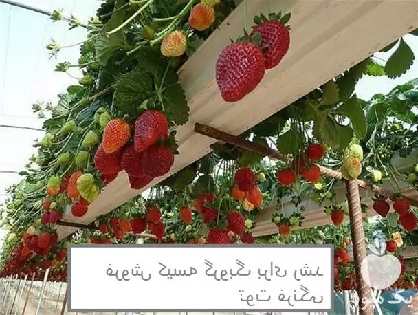 قیمت خرید کیسه گروبگ برای رشد در کرج در گروه خرید و فروش بسته بندی نایلونی در یکمیوه -عکس1