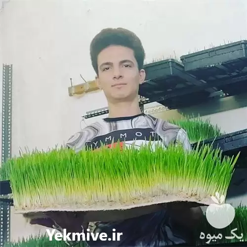 فروش دستگاه های تولید علوفه هیدروپونیک در شیراز در گروه خرید و فروش دستگاه علوفه در یکمیوه -عکس1