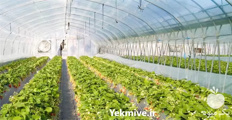 شرکت خانه ایده سبز نارون طراحی در گروه سازنده در یکمیوه -عکس1