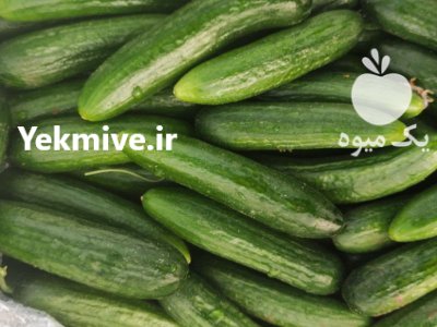 فروشنده خیار محلی با کیفیت عالی در جویبار در گروه خرید و فروش خیار در یکمیوه -عکس1