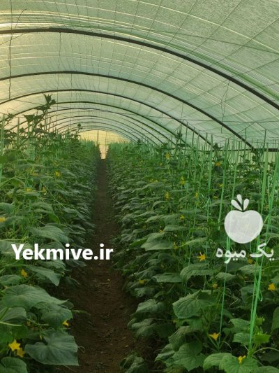 فروشنده خیار محلی با کیفیت عالی در جویبار در گروه خرید و فروش خیار در یکمیوه -عکس2