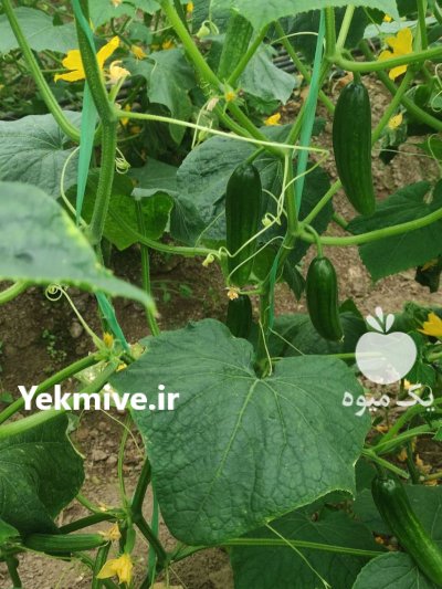 فروشنده خیار محلی با کیفیت عالی در جویبار در گروه خرید و فروش خیار در یکمیوه -عکس3