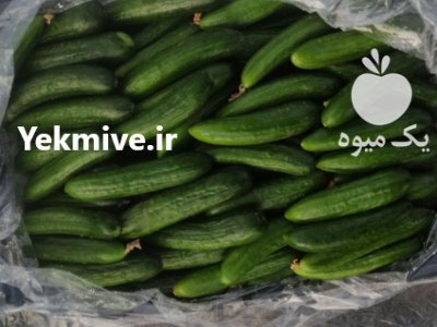 فروشنده خیار محلی با کیفیت عالی در جویبار در گروه خرید و فروش خیار در یکمیوه -عکس4