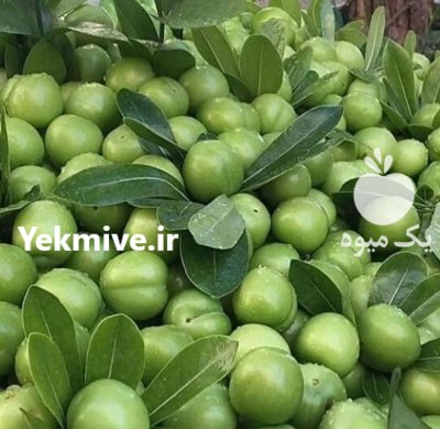 فروش نهال درسراسر کشور در گروه خرید و فروش نهال بادام در یکمیوه -عکس1