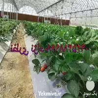 قیمت خرید تولید نصب انواع سازه در کرج در گروه خرید و فروش سوله و سازه گلخانه در یکمیوه