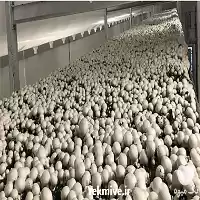 فروش سامانه هوشمند اتوماسیون قارچ گلخانه در مشهد در گروه خرید و فروش کود کمپوست در یکمیوه