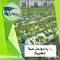 قیمت خرید کیسه رشد توت فرنگی در کرج در گروه خرید و فروش بسته بندی نایلونی در یکمیوه