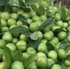 فروش نهال درسراسر کشور در گروه خرید و فروش نهال بادام در یکمیوه