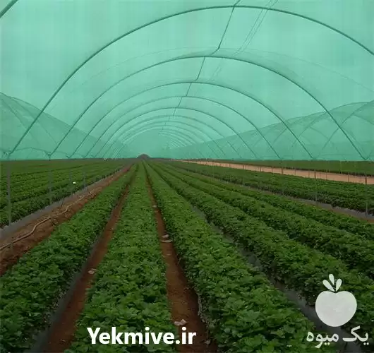 فروش خرید توری سبز گلخانه در بوشهر در گروه خرید و فروش توری گلخانه در یکمیوه -عکس1