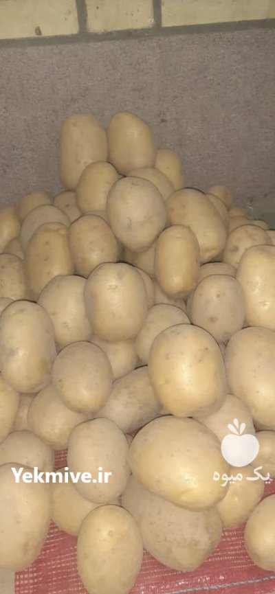 سیب زمینی صنعتی در همدان در گروه خرید و فروش سیب زمینی در یکمیوه -عکس1