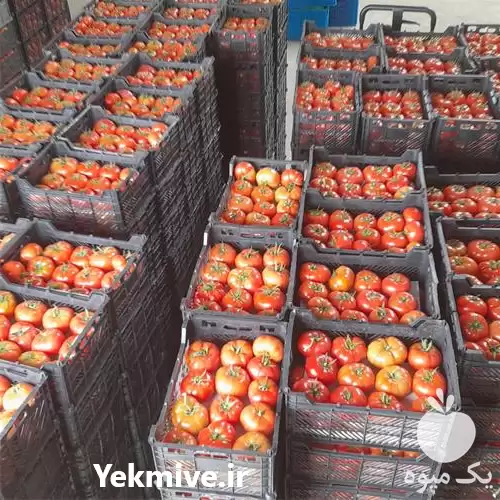 فروش کار بلد گلخانه های اسپانیایی در تهران در گروه خرید و فروش سوله و سازه گلخانه در یکمیوه -عکس1