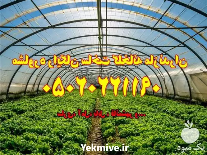 ساخت و احداث گلخانه در ساری در گروه سازنده در یکمیوه -عکس1