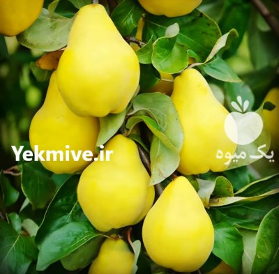 فردش نهال درخت درنهالستان مهدیزاده میاندوآب در تکاب در گروه خرید و فروش نهال درخت در یکمیوه -عکس2