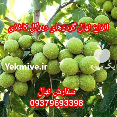 فردش نهال درخت درنهالستان مهدیزاده میاندوآب در تکاب در گروه خرید و فروش نهال درخت در یکمیوه -عکس4