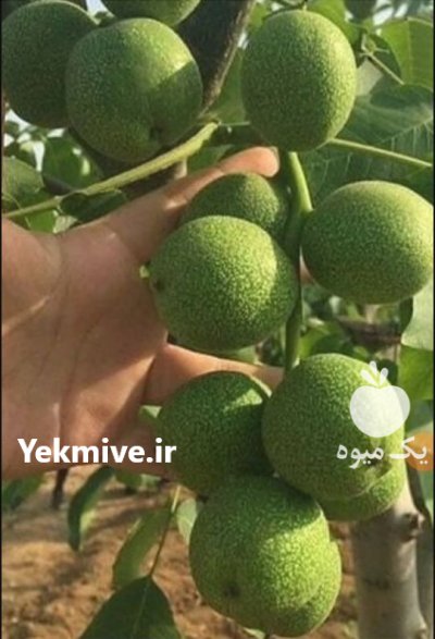 فردش نهال درخت درنهالستان مهدیزاده میاندوآب در تکاب در گروه خرید و فروش نهال درخت در یکمیوه -عکس3