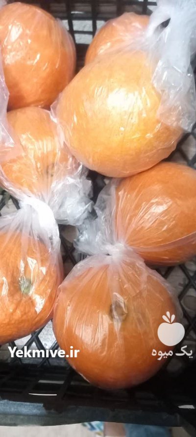 پرتقال شمال پرتقال شمال در قم در گروه خرید و فروش پرتقال در یکمیوه -عکس1