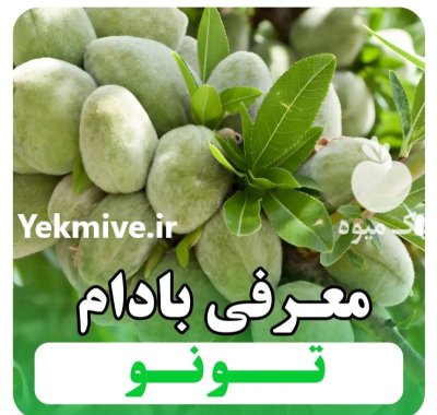 فروش نهال میاندوآب امیر نصرتی در قزوین در گروه خرید و فروش نهال در یکمیوه -عکس1