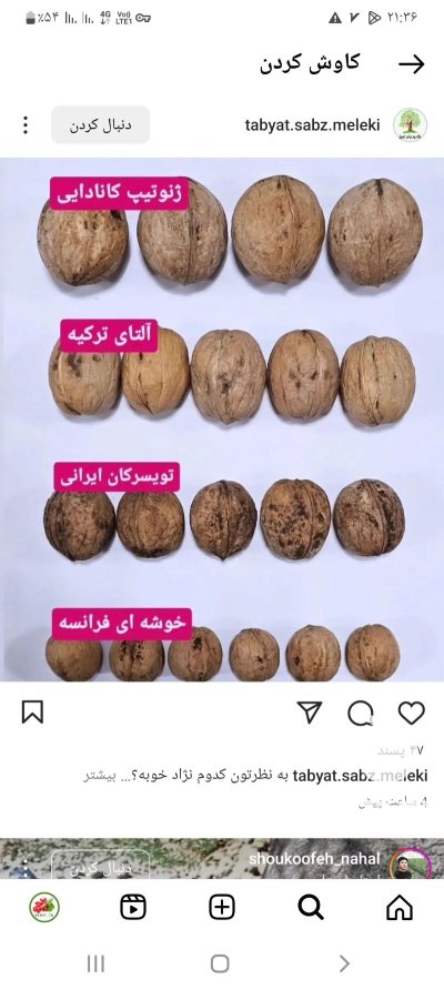 فروش نهال میاندوآب امیر نصرتی در قزوین در گروه خرید و فروش نهال در یکمیوه -عکس4