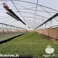 قیمت خرید گرماتاب گلخانه گرمایش گلخانه در تهران در گروه خرید و فروش بخاری و هیتر گلخانه در یکمیوه