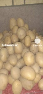 سیب زمینی صنعتی در همدان در گروه خرید و فروش سیب زمینی در یکمیوه