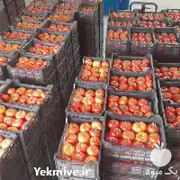 فروش کار بلد گلخانه های اسپانیایی در تهران در گروه خرید و فروش سوله و سازه گلخانه در یکمیوه