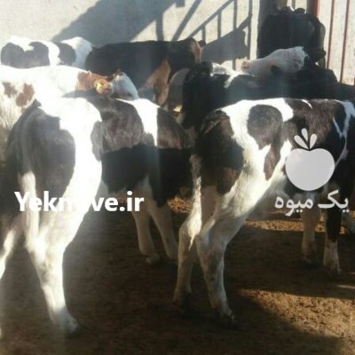 خرید فروش انواع گوساله های سیمینتال در گروه گاو و گوسفند و میش و بز کهره گوساله در یکمیوه -عکس1