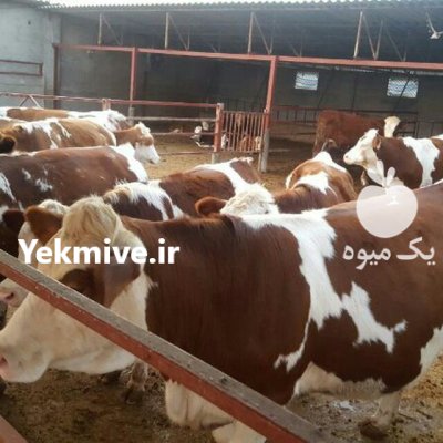 خرید فروش انواع گوساله های سیمینتال در گروه گاو و گوسفند و میش و بز کهره گوساله در یکمیوه -عکس2