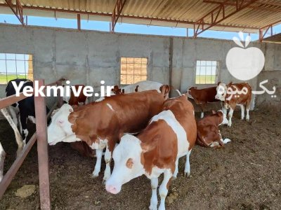 خرید فروش انواع گوساله های سیمینتال در گروه گاو و گوسفند و میش و بز کهره گوساله در یکمیوه -عکس3