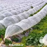 فروش نایلون گلخانه در اهواز در گروه خرید و فروش انواع پوشش ها در یکمیوه