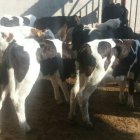 خرید فروش انواع گوساله های سیمینتال در گروه گاو و گوسفند و میش و بز کهره گوساله در یکمیوه