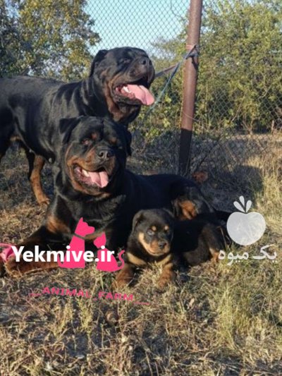 سگ روتوایلر اصیل با ژنتیک عالی در گروه سگ و گربه در یکمیوه -عکس1