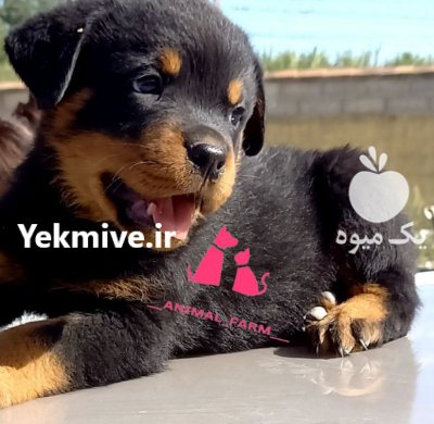 سگ روتوایلر اصیل با ژنتیک عالی در گروه سگ و گربه در یکمیوه -عکس2