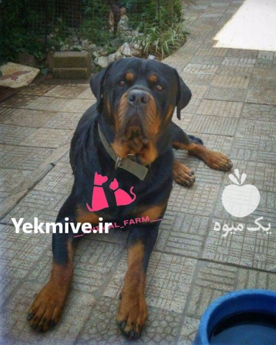 سگ روتوایلر اصیل با ژنتیک عالی در گروه سگ و گربه در یکمیوه -عکس3