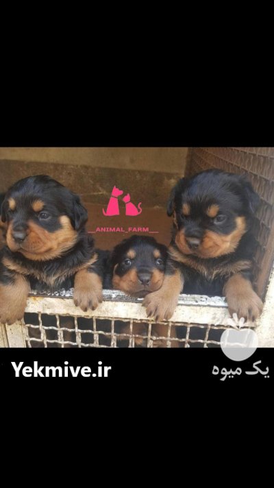 سگ روتوایلر اصیل با ژنتیک عالی در گروه سگ و گربه در یکمیوه -عکس4