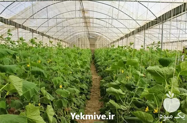 فروش تولید عرضه انواع قلاب نخ در قزوین در گروه خرید و فروش تجهیزات گلخانه در یکمیوه -عکس1