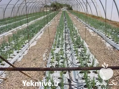 فروش تولید و عرضه انواع کیسه در شیراز در گروه خرید و فروش بسته بندی نایلونی در یکمیوه -عکس1