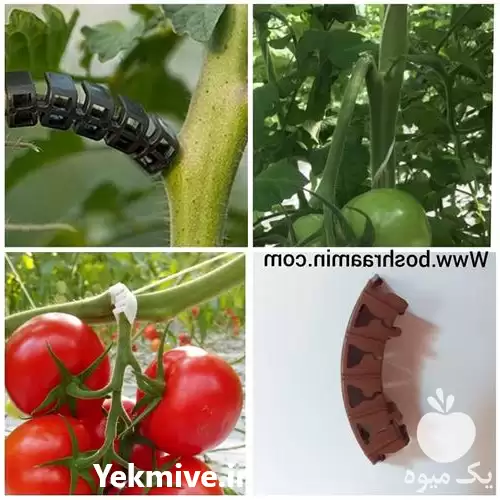 قیمت خرید گیره پشتیبان خوشه در تهران در گروه خرید و فروش تجهیزات گلخانه در یکمیوه -عکس1