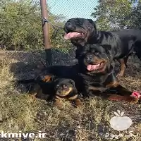 قیمت خرید سگ روتوایلر اصیل در تهران در گروه سگ و گربه در یکمیوه