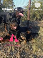 سگ روتوایلر اصیل با ژنتیک عالی در گروه سگ و گربه در یکمیوه