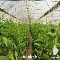 فروش تولید عرضه انواع قلاب نخ در قزوین در گروه خرید و فروش تجهیزات گلخانه در یکمیوه