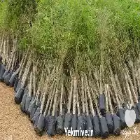 فروش عرضه انواع نایلون کشاورزی در رشت در گروه خرید و فروش بسته بندی نایلونی در یکمیوه