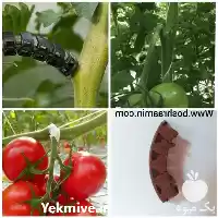 قیمت خرید گیره پشتیبان خوشه در تهران در گروه خرید و فروش تجهیزات گلخانه در یکمیوه