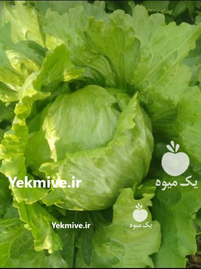 2 جریب کاهو پیچ در پیربکران در گروه خرید و فروش کاهو در یکمیوه -عکس1