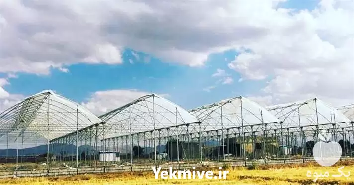 گلخانه شیشه ای ساخت گلخانه در ساری در گروه سازنده در یکمیوه -عکس1