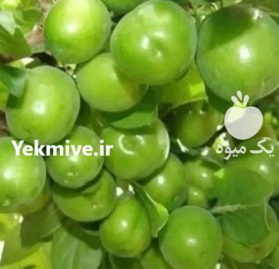 فروش انواع های مثمر و غیر مثمر در گروه خرید و فروش نهال میوه در یکمیوه -عکس1