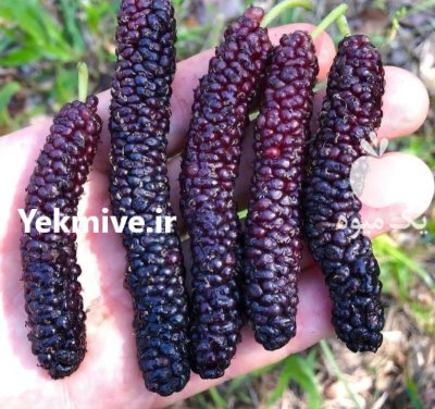 فروش انواع های مثمر و غیر مثمر در گروه خرید و فروش نهال میوه در یکمیوه -عکس2