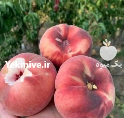 فروش انواع های مثمر و غیر مثمر در گروه خرید و فروش نهال میوه در یکمیوه -عکس3