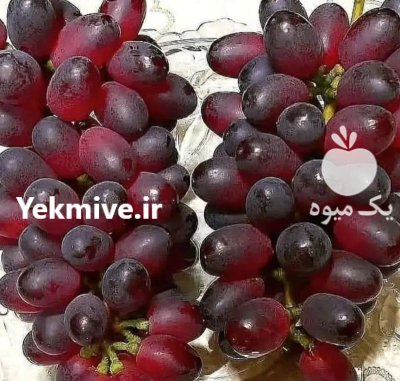 فروش انواع های مثمر و غیر مثمر در گروه خرید و فروش نهال میوه در یکمیوه -عکس4