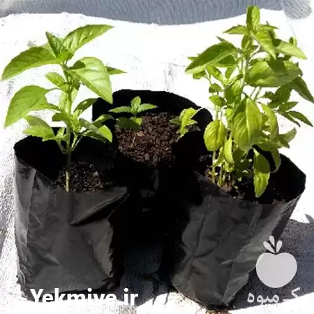 قیمت خرید کیسه کشت در مشهد در گروه خرید و فروش بسته بندی نایلونی در یکمیوه -عکس1